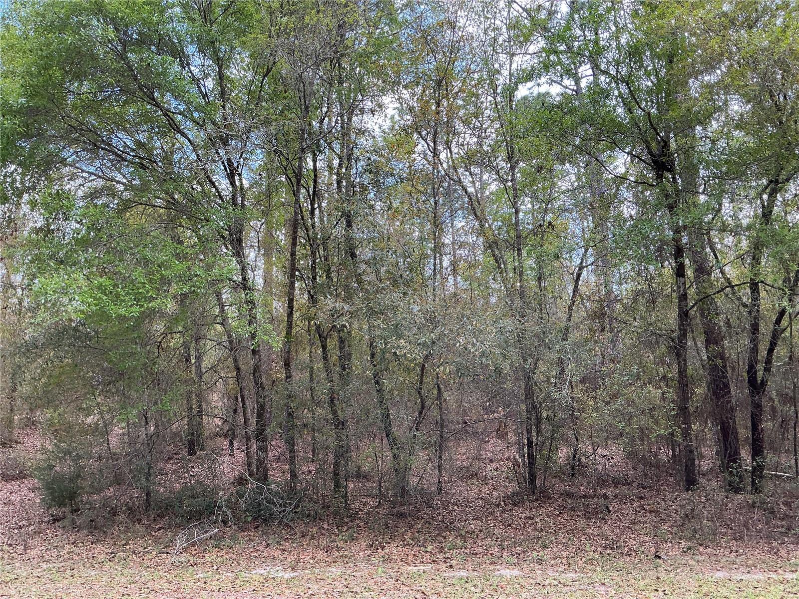 SW 208TH CIR, DUNNELLON, FL, 34431