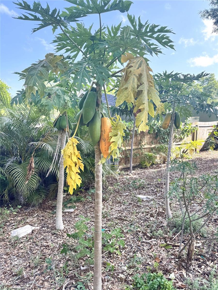 2098 BRENT PL, PALM HARBOR, FL, 34683