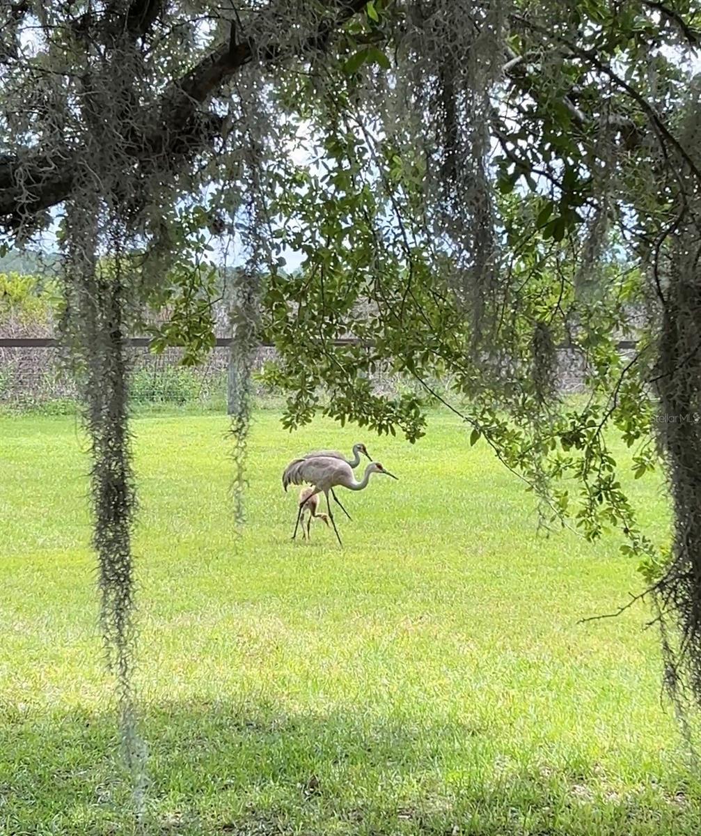 10925 ARROWTREE BLVD, CLERMONT, FL, 34715