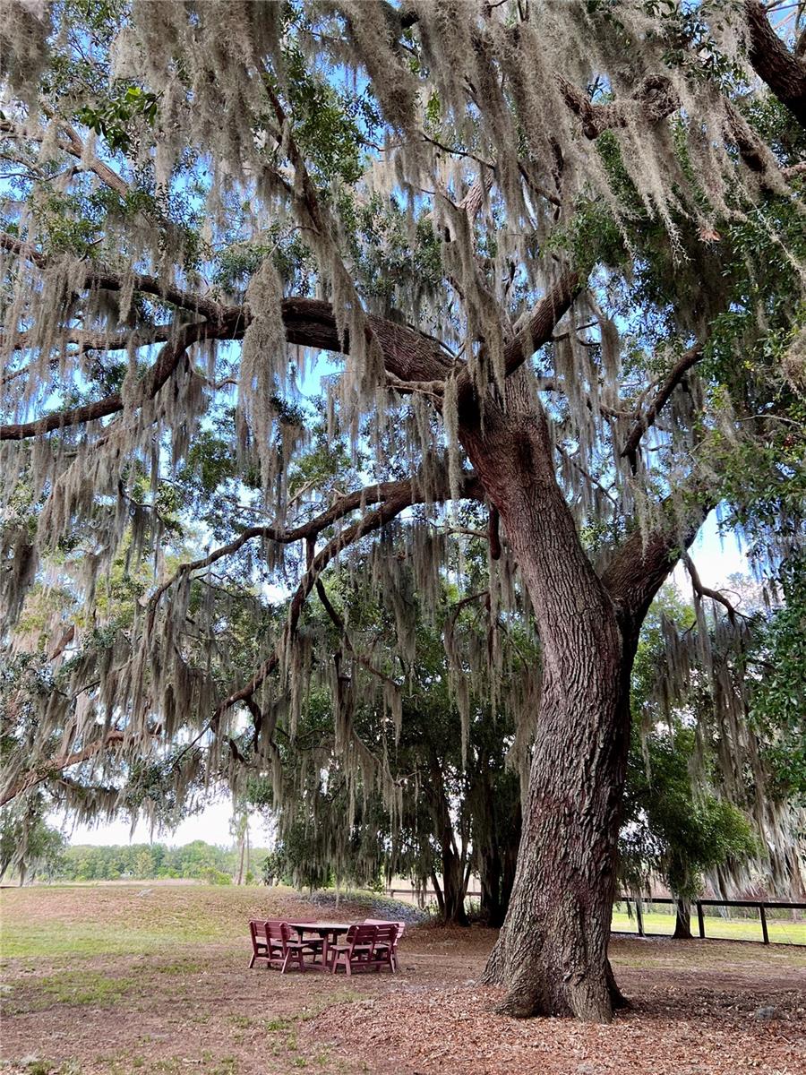 10925 ARROWTREE BLVD, CLERMONT, FL, 34715