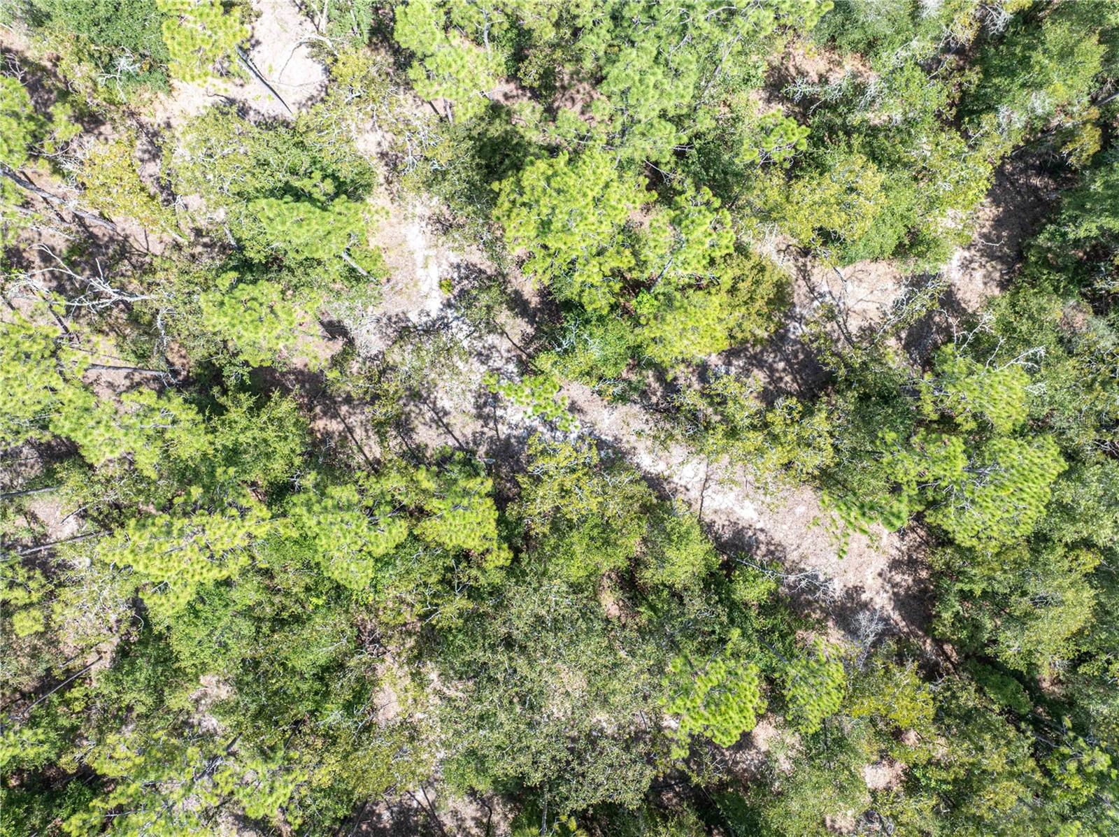 11160 NW 5TH AVE, BRANFORD, FL, 32008