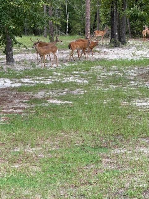 11160 NW 5TH AVE, BRANFORD, FL, 32008