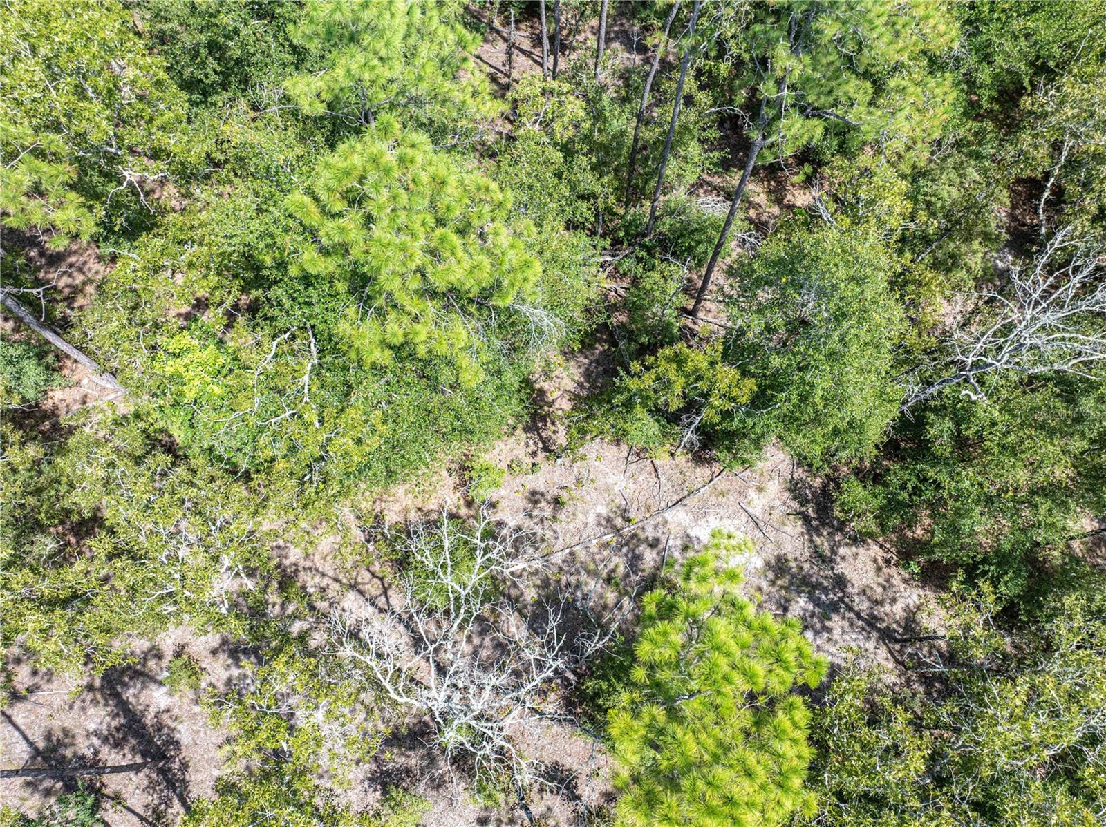 11160 NW 5TH AVE, BRANFORD, FL, 32008