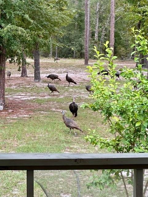 11160 NW 5TH AVE, BRANFORD, FL, 32008