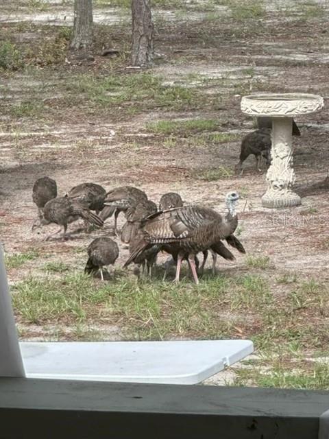 11160 NW 5TH AVE, BRANFORD, FL, 32008