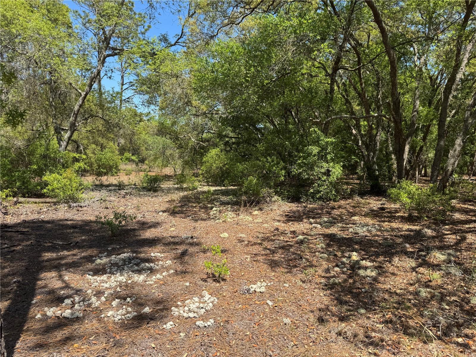 Lot 2 SW 59TH LN, DUNNELLON, FL, 34431