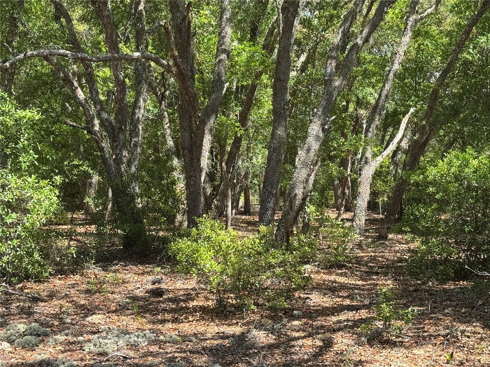 Lot 2 SW 59TH LN, DUNNELLON, FL, 34431