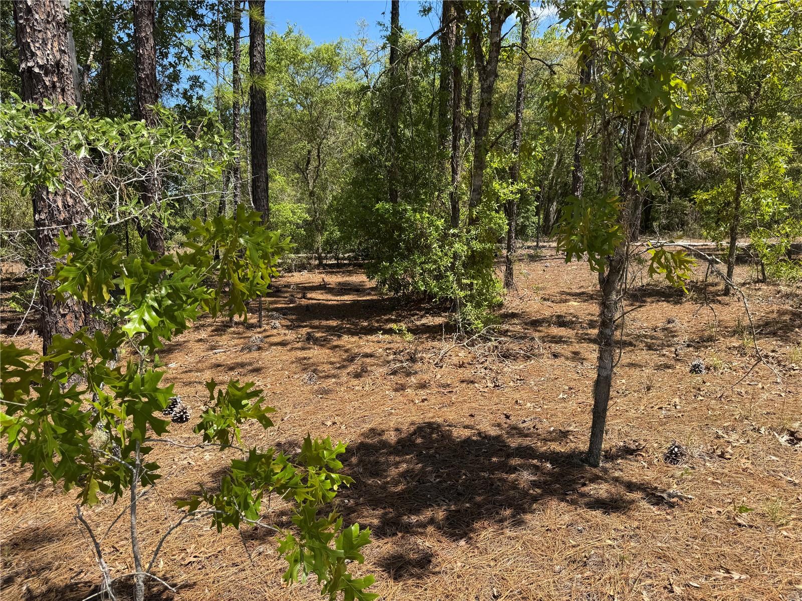 Lot 2 SW 59TH LN, DUNNELLON, FL, 34431