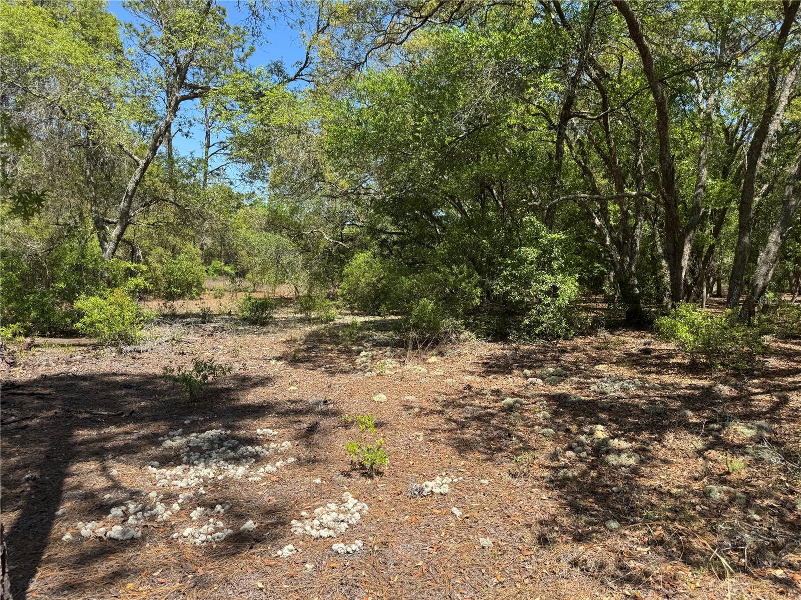 Lot 2 SW 59TH LN, DUNNELLON, FL, 34431