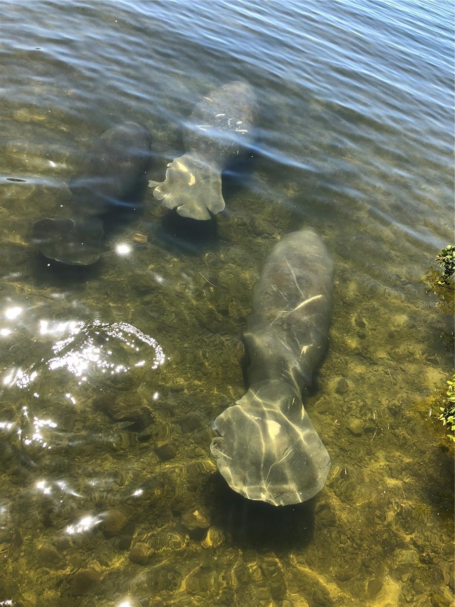 5915 SEA RANCH DR #711, HUDSON, FL, 34667