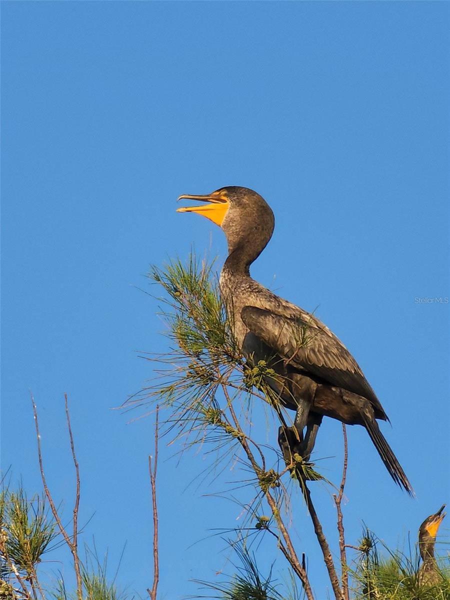 5915 SEA RANCH DR #711, HUDSON, FL, 34667