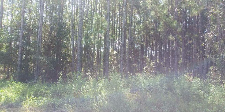 POYNER RD, POLK CITY, FL, 33868