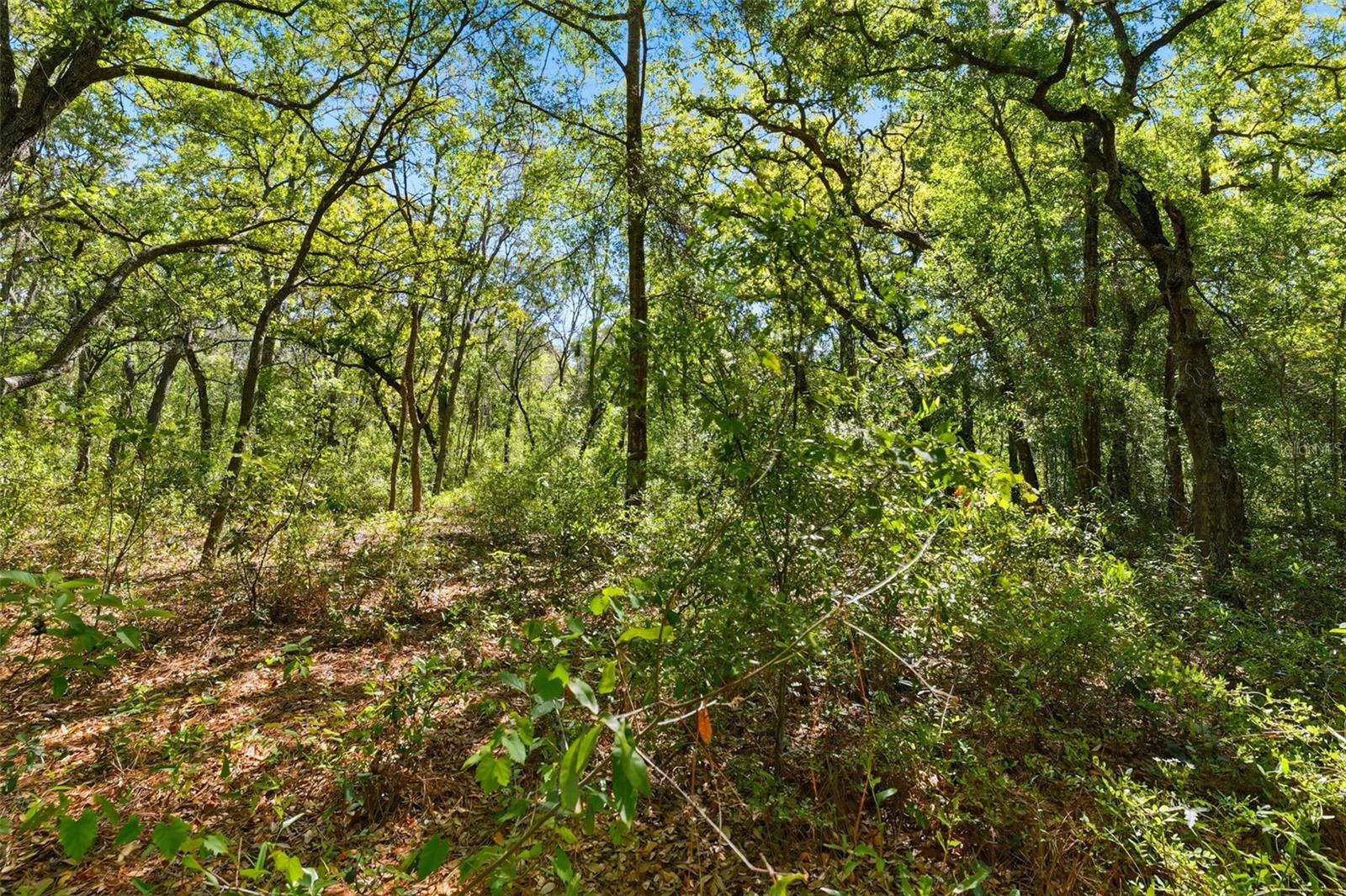 COYOTE RD, HUDSON, FL, 34669