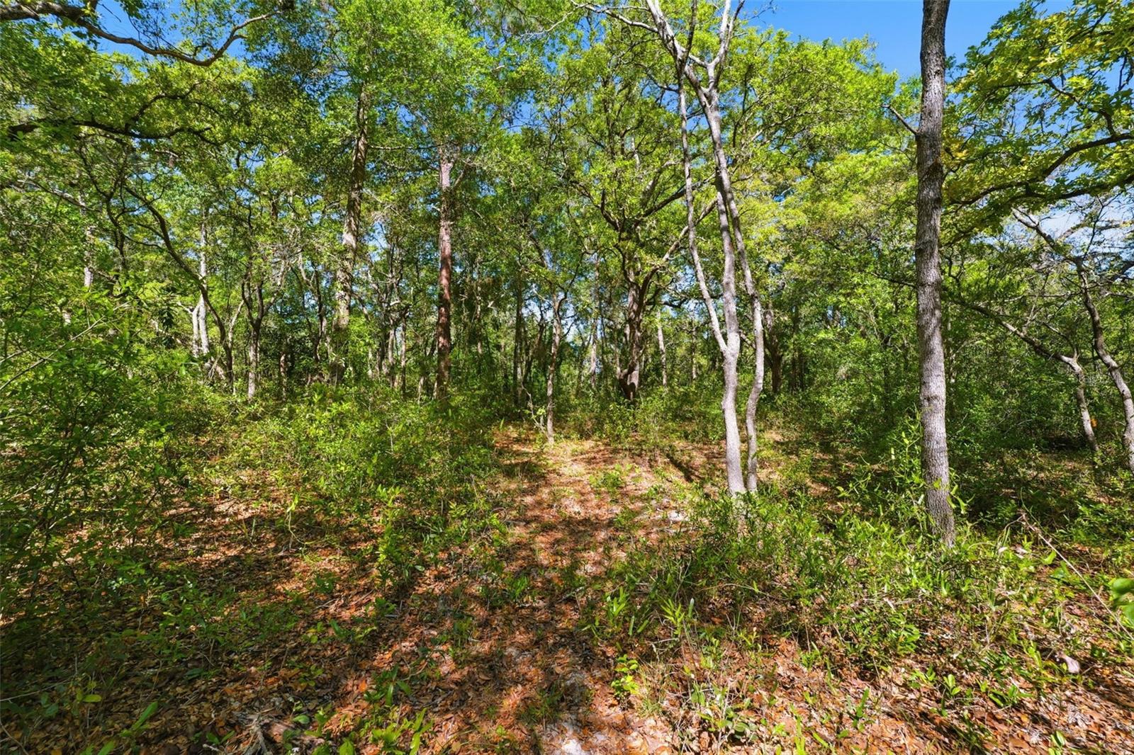 COYOTE RD, HUDSON, FL, 34669