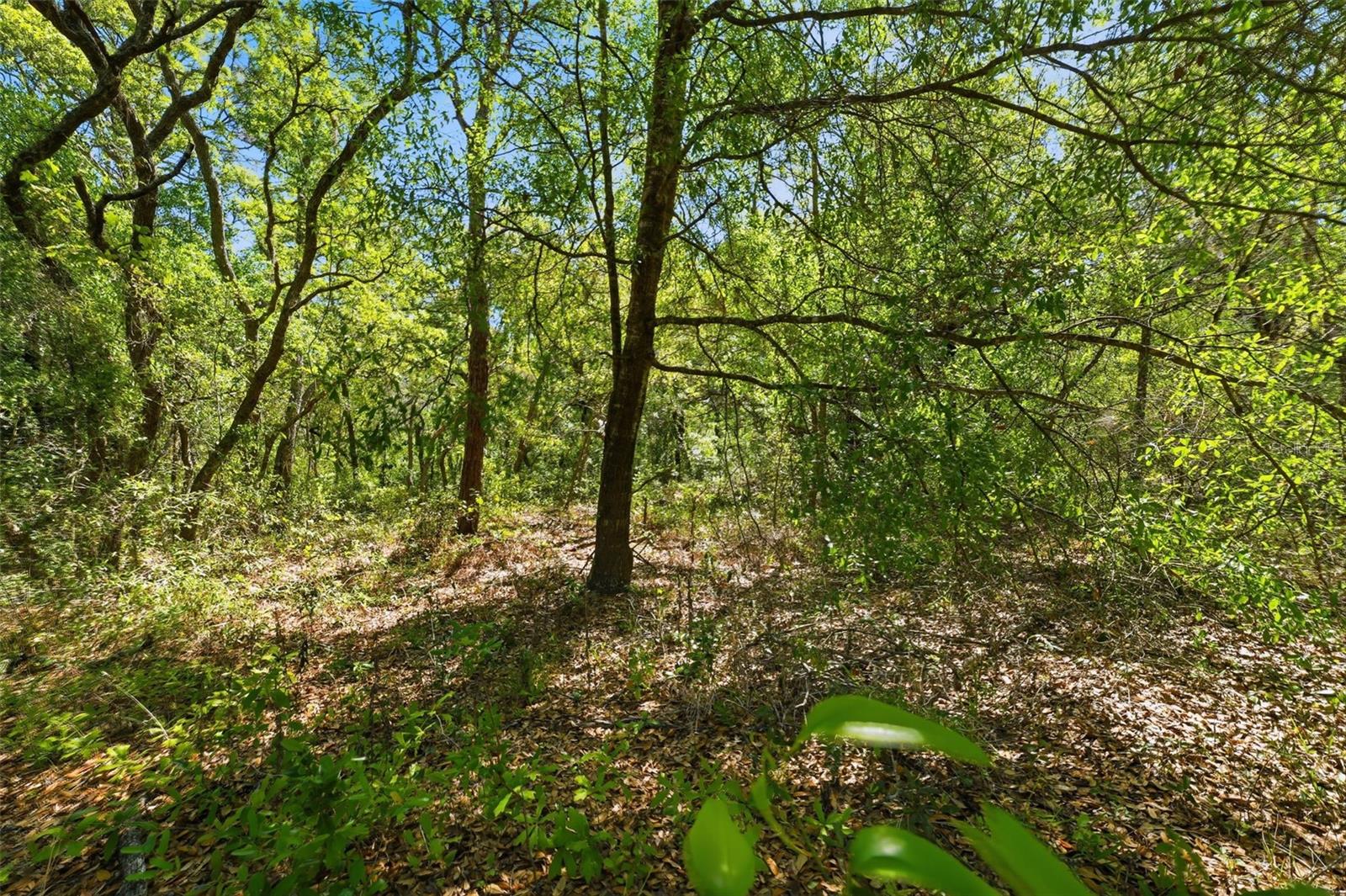 COYOTE RD, HUDSON, FL, 34669