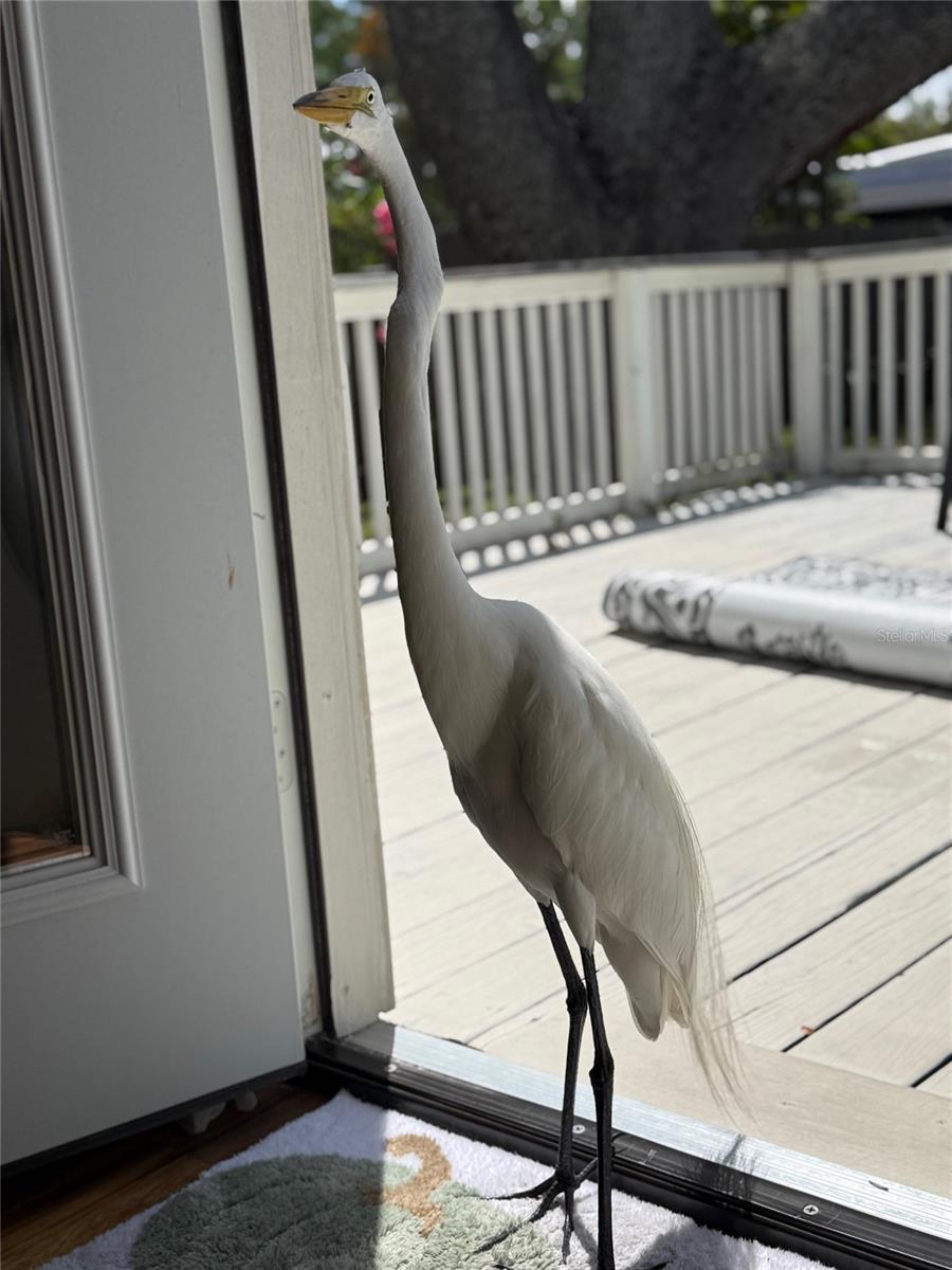 519 NORFOLK ST, DUNEDIN, FL, 34698