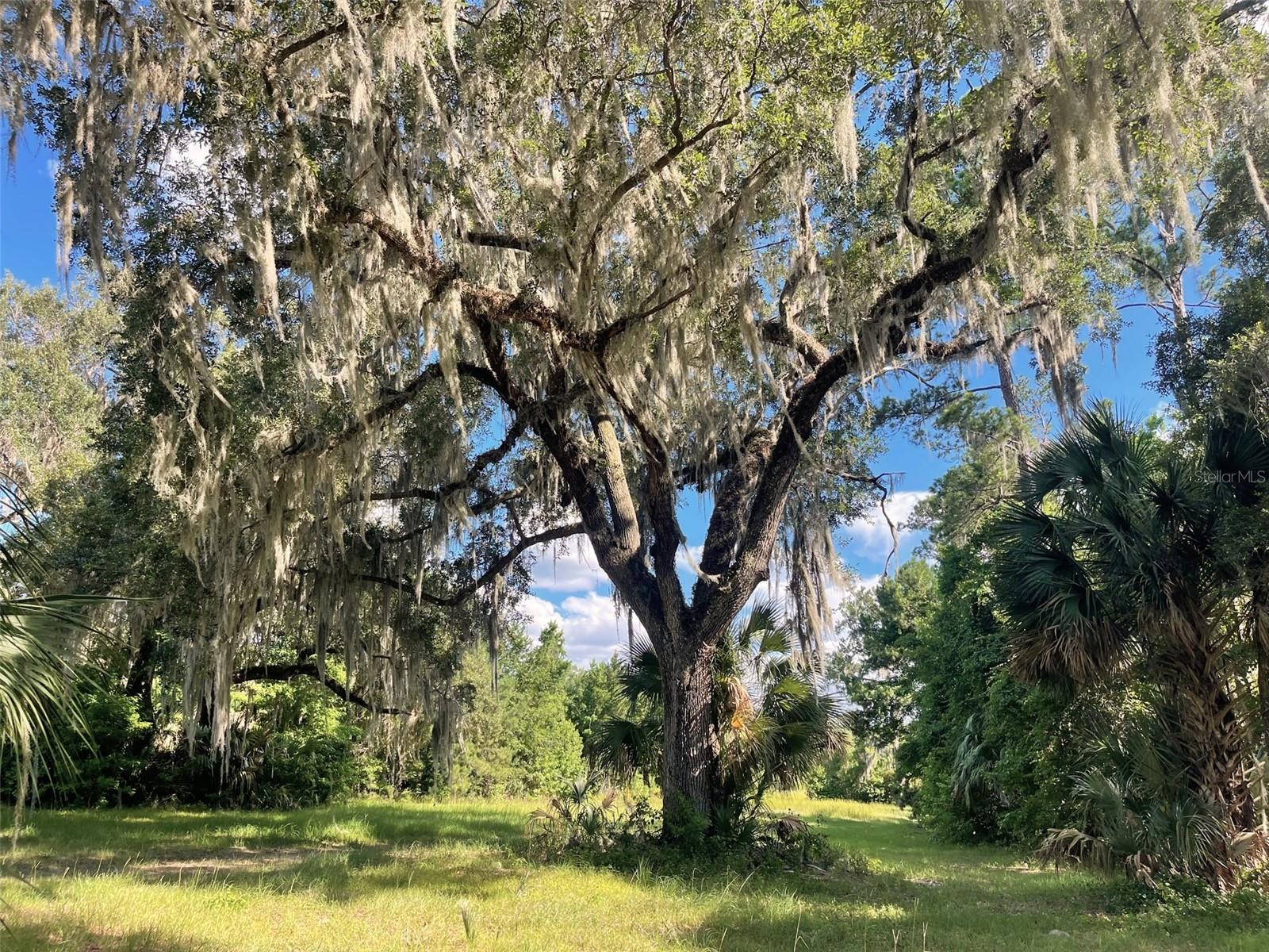 11804 SE COUNTY ROAD 234, MICANOPY, FL, 32667