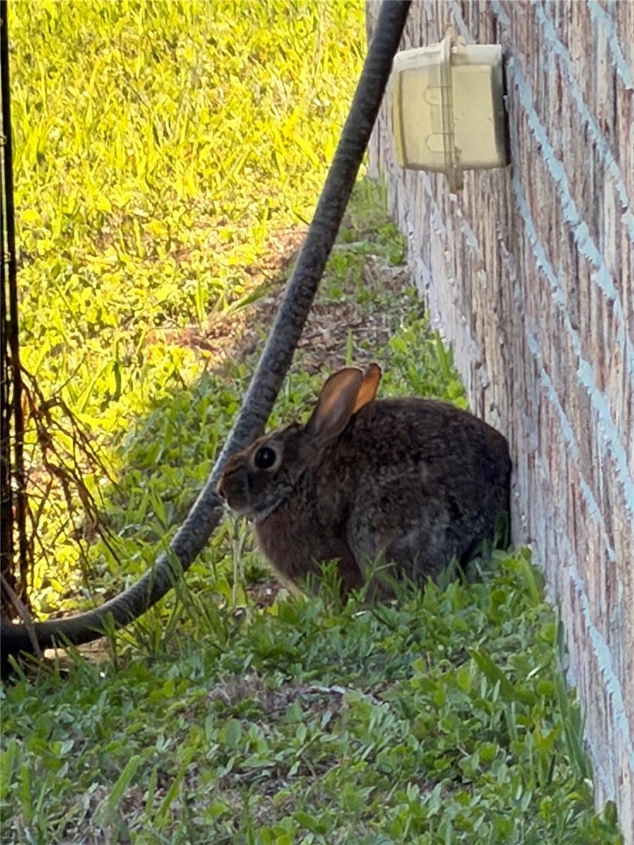 31 RUSSKIN LN, PALM COAST, FL, 32164