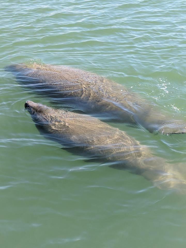 7429 W REVERE LN, HOMOSASSA, FL, 34448