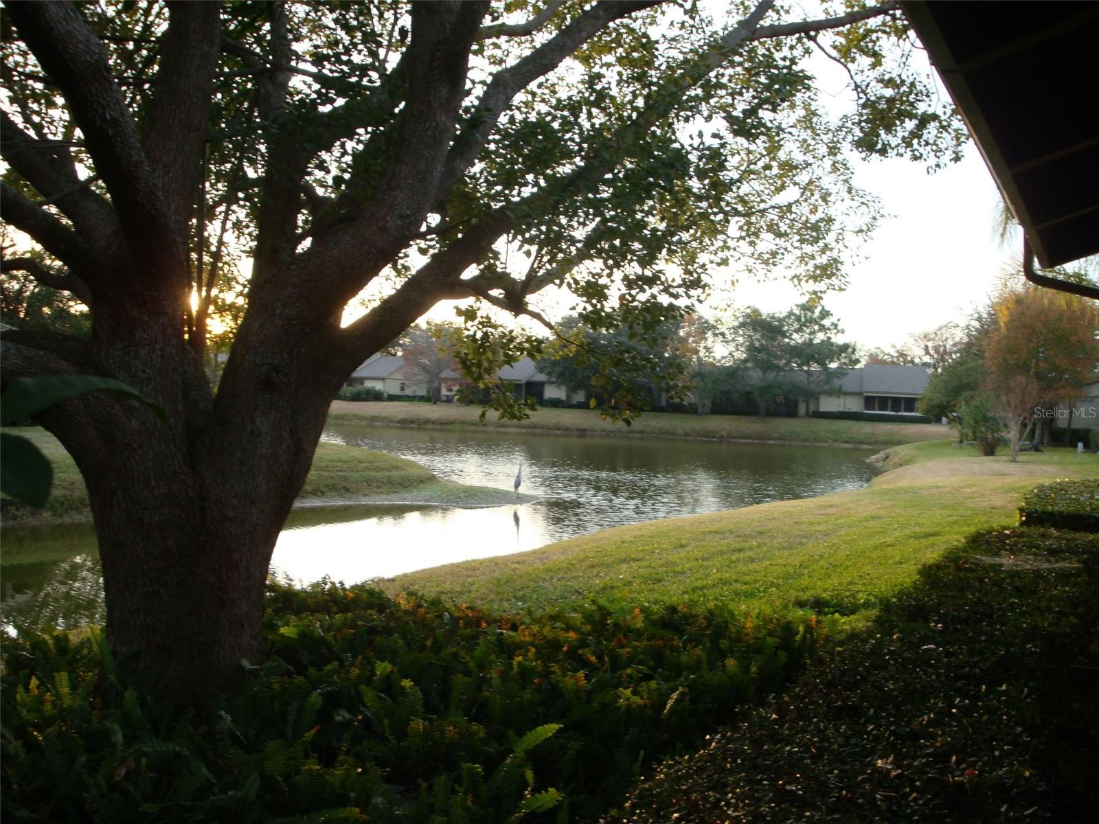 70 JOANNE PL #70, OLDSMAR, FL, 34677