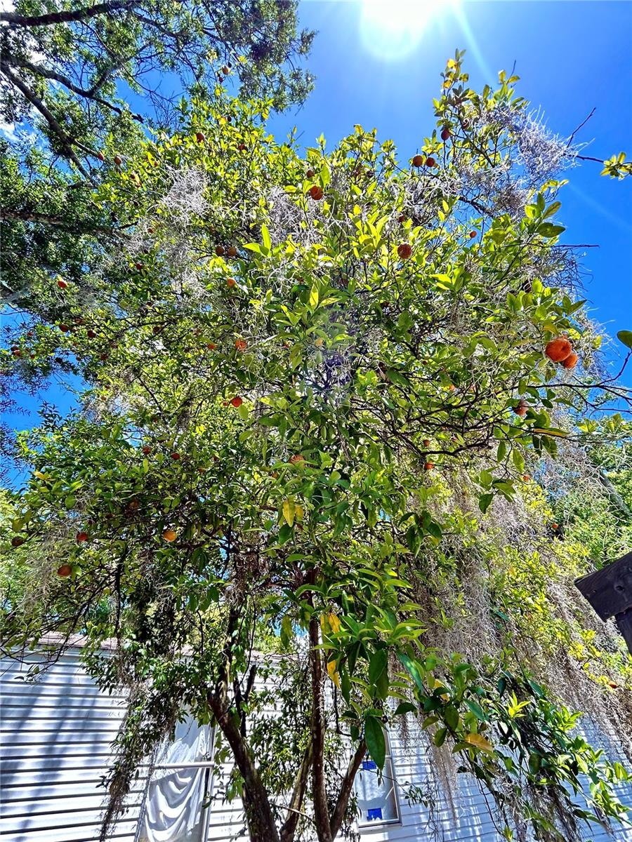 111 ASHVILLE ST #Lot 19, APOPKA, FL, 32712