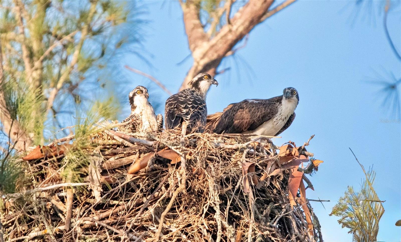 4857 INDEPENDENCE DR, BRADENTON, FL, 34210