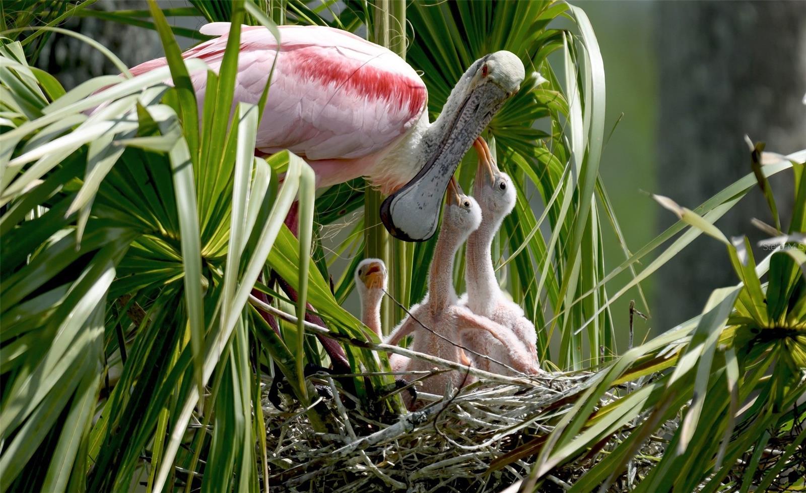 4857 INDEPENDENCE DR, BRADENTON, FL, 34210