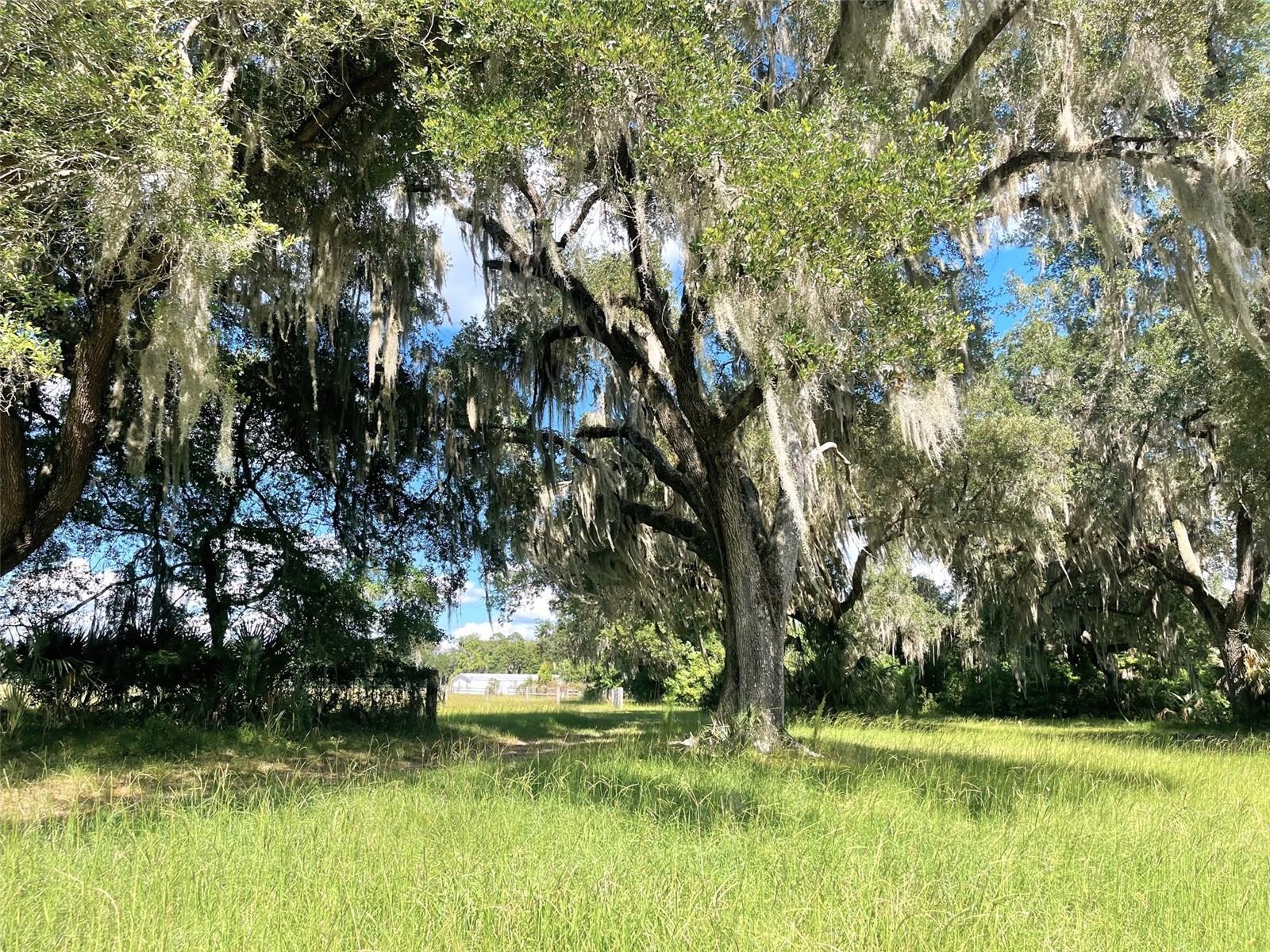 11816 SE COUNTY ROAD 234, MICANOPY, FL, 32667