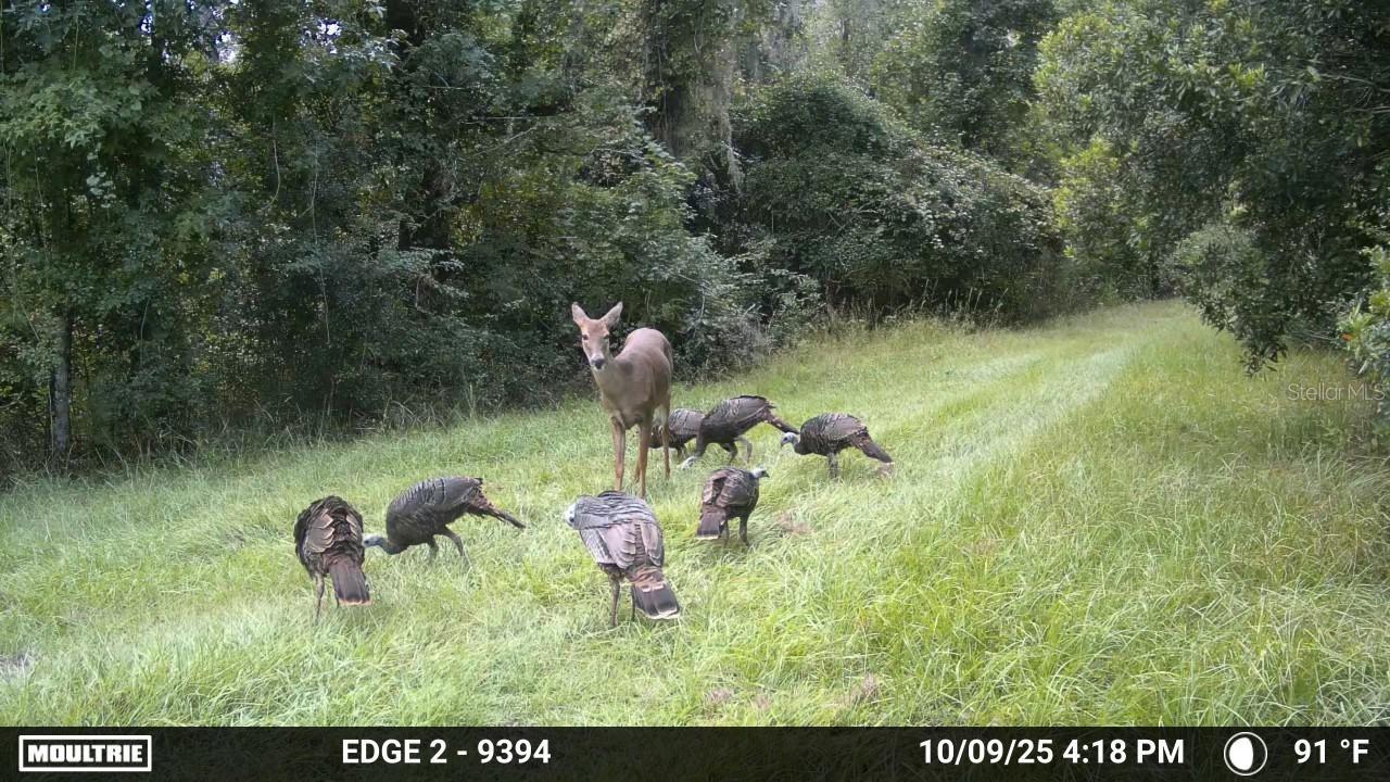11816 SE COUNTY ROAD 234, MICANOPY, FL, 32667