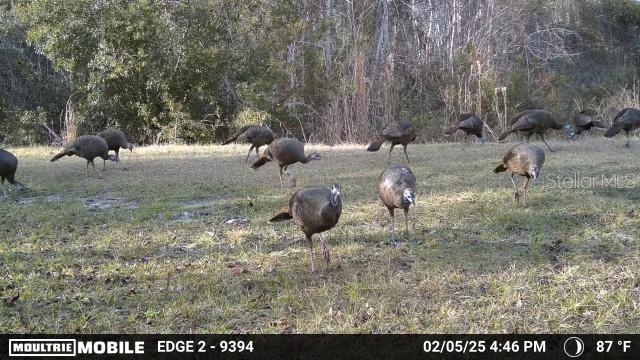 11816 SE COUNTY ROAD 234, MICANOPY, FL, 32667