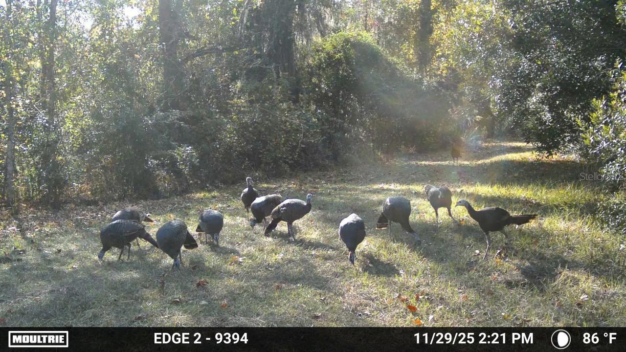 11816 SE COUNTY ROAD 234, MICANOPY, FL, 32667