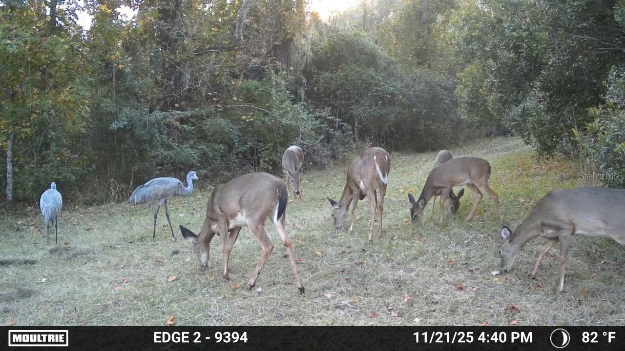 11816 SE COUNTY ROAD 234, MICANOPY, FL, 32667