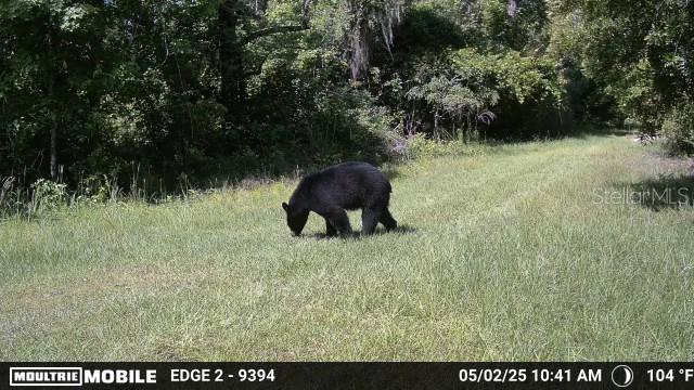 11816 SE COUNTY ROAD 234, MICANOPY, FL, 32667