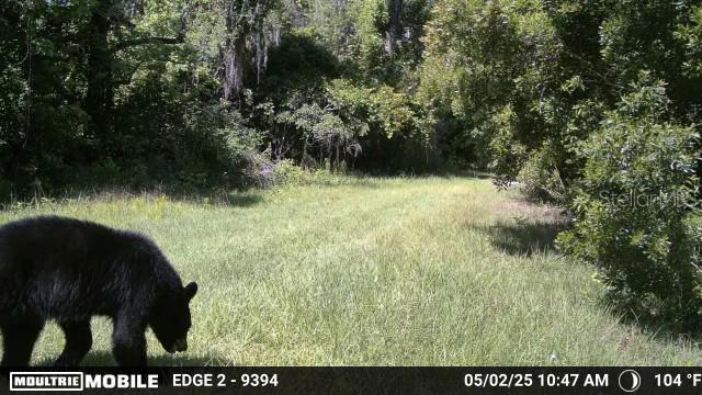 11816 SE COUNTY ROAD 234, MICANOPY, FL, 32667