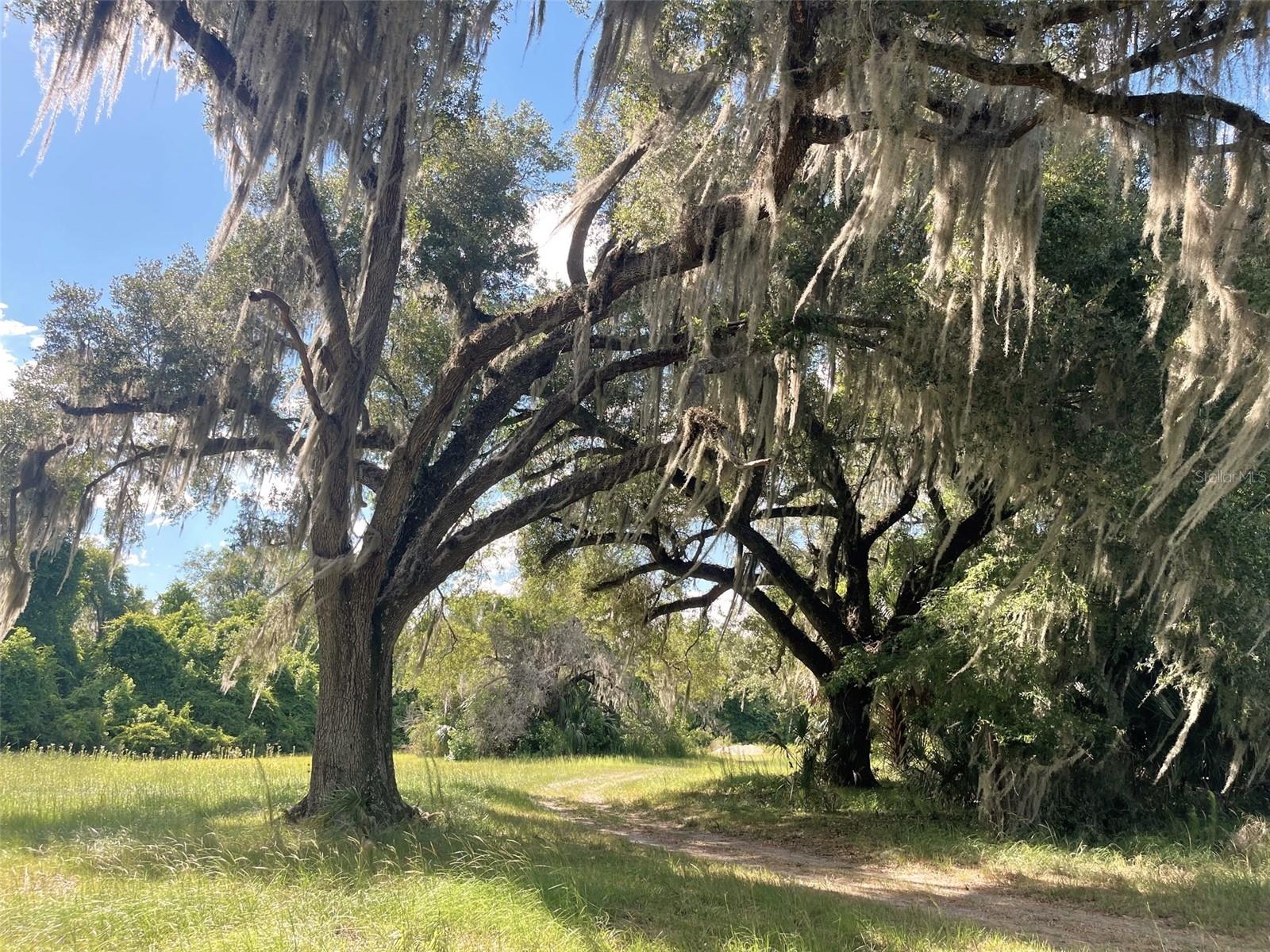11816 SE COUNTY ROAD 234, MICANOPY, FL, 32667