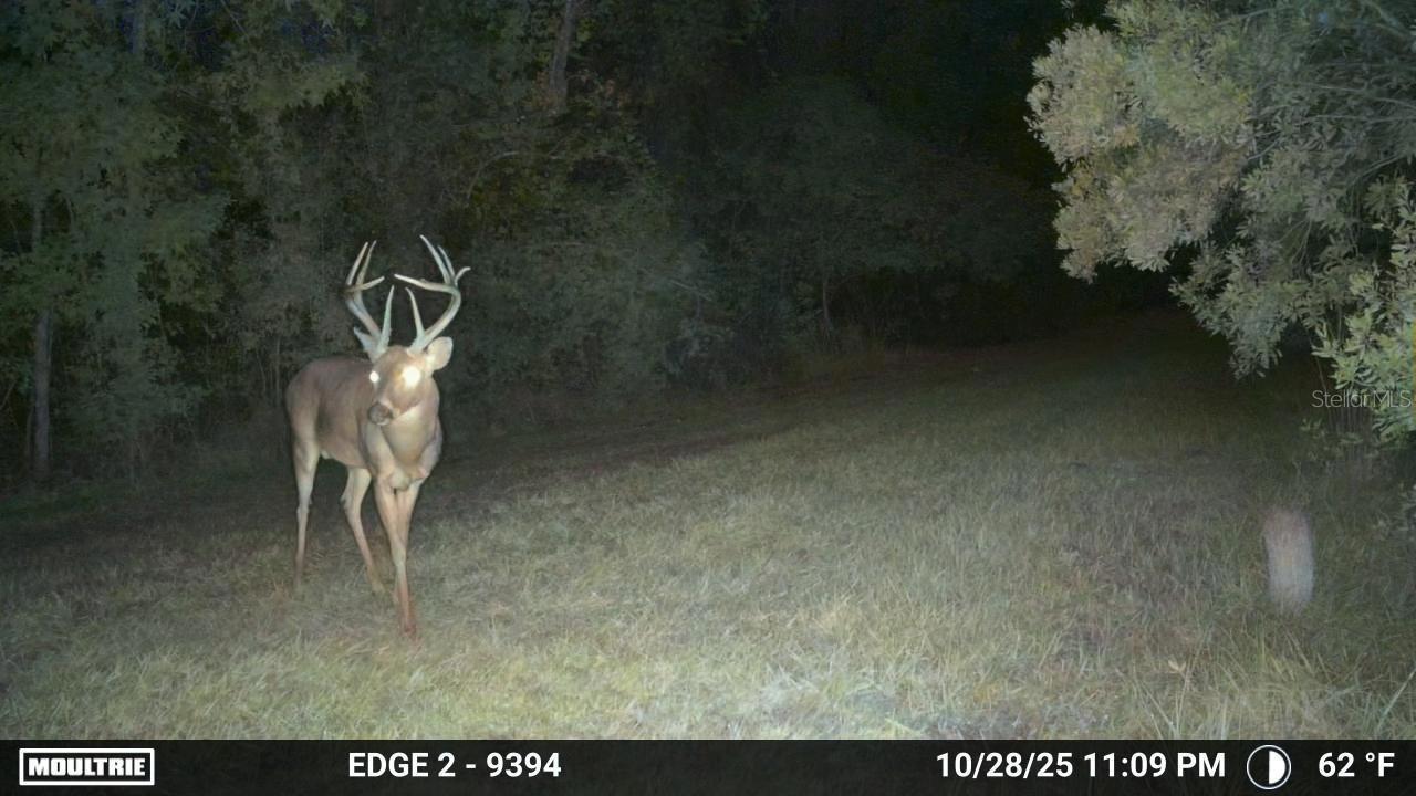 11816 SE COUNTY ROAD 234, MICANOPY, FL, 32667