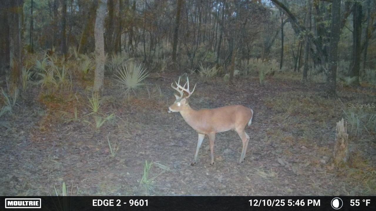 11816 SE COUNTY ROAD 234, MICANOPY, FL, 32667