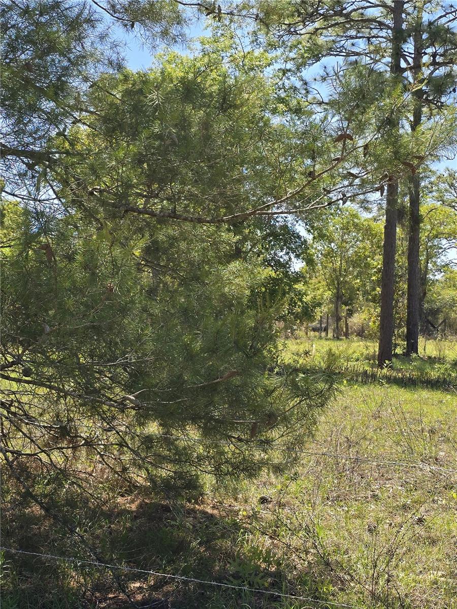 00 NE 129TH AVE, WILLISTON, FL, 32696