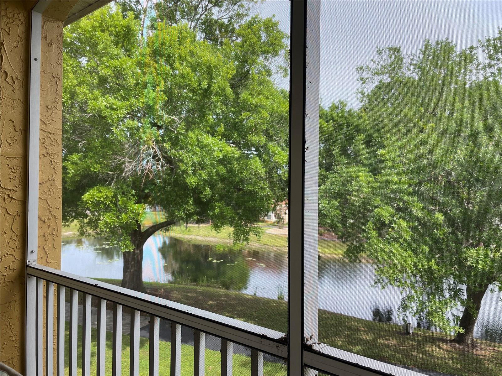 6816 DALI AVE #205, LAND O LAKES, FL, 34637