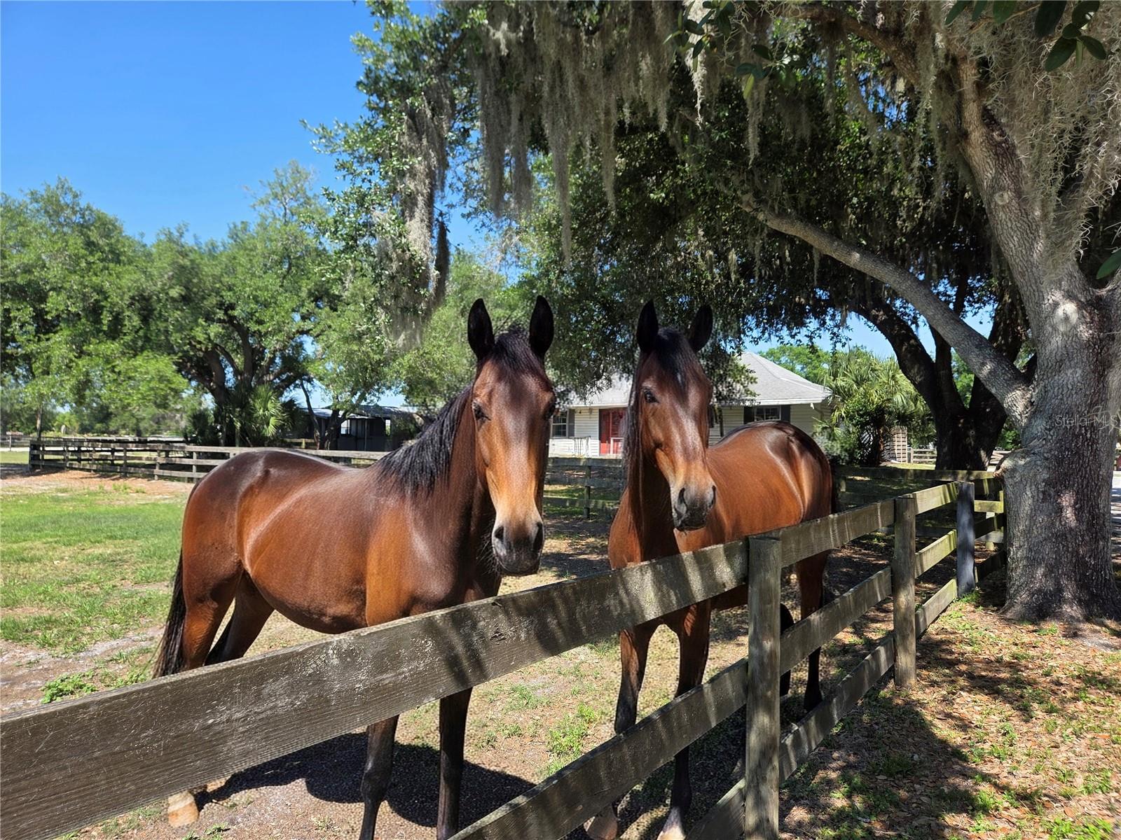 7783 SADDLE CREEK TRL, SARASOTA, FL, 34241