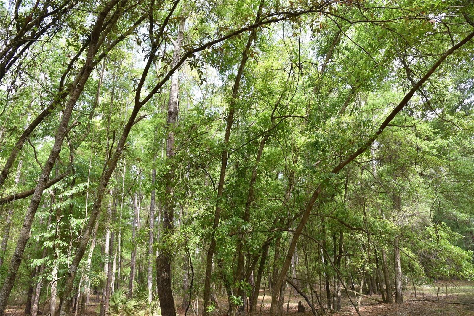 1859 NE 46TH CIR, HIGH SPRINGS, FL, 32643