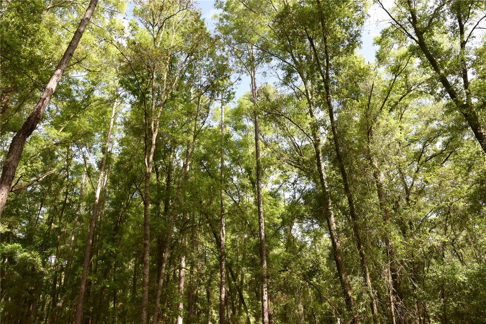 1859 NE 46TH CIR, HIGH SPRINGS, FL, 32643