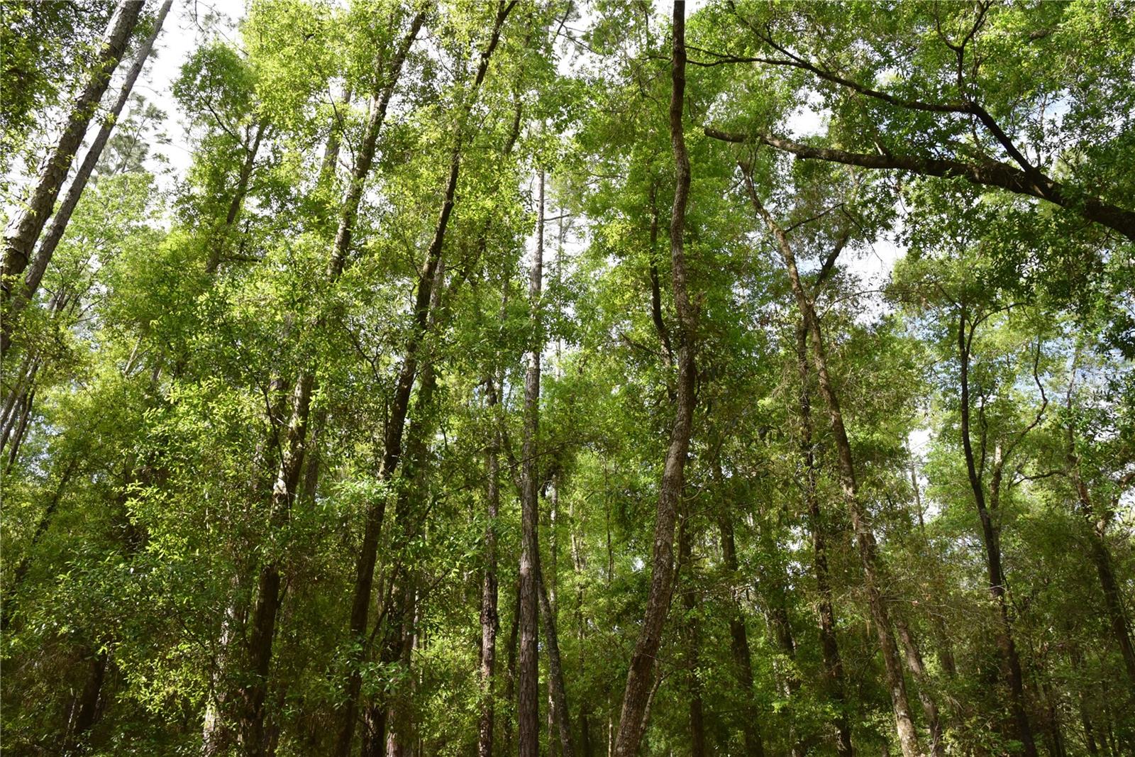 1859 NE 46TH CIR, HIGH SPRINGS, FL, 32643