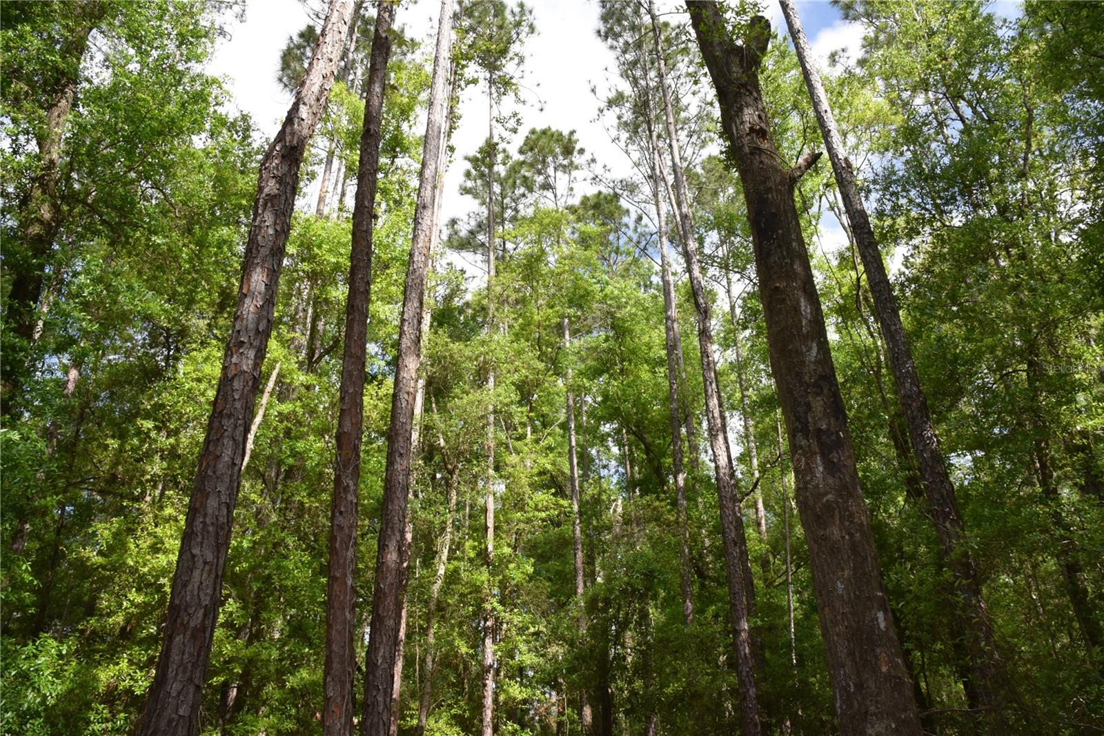 1859 NE 46TH CIR, HIGH SPRINGS, FL, 32643