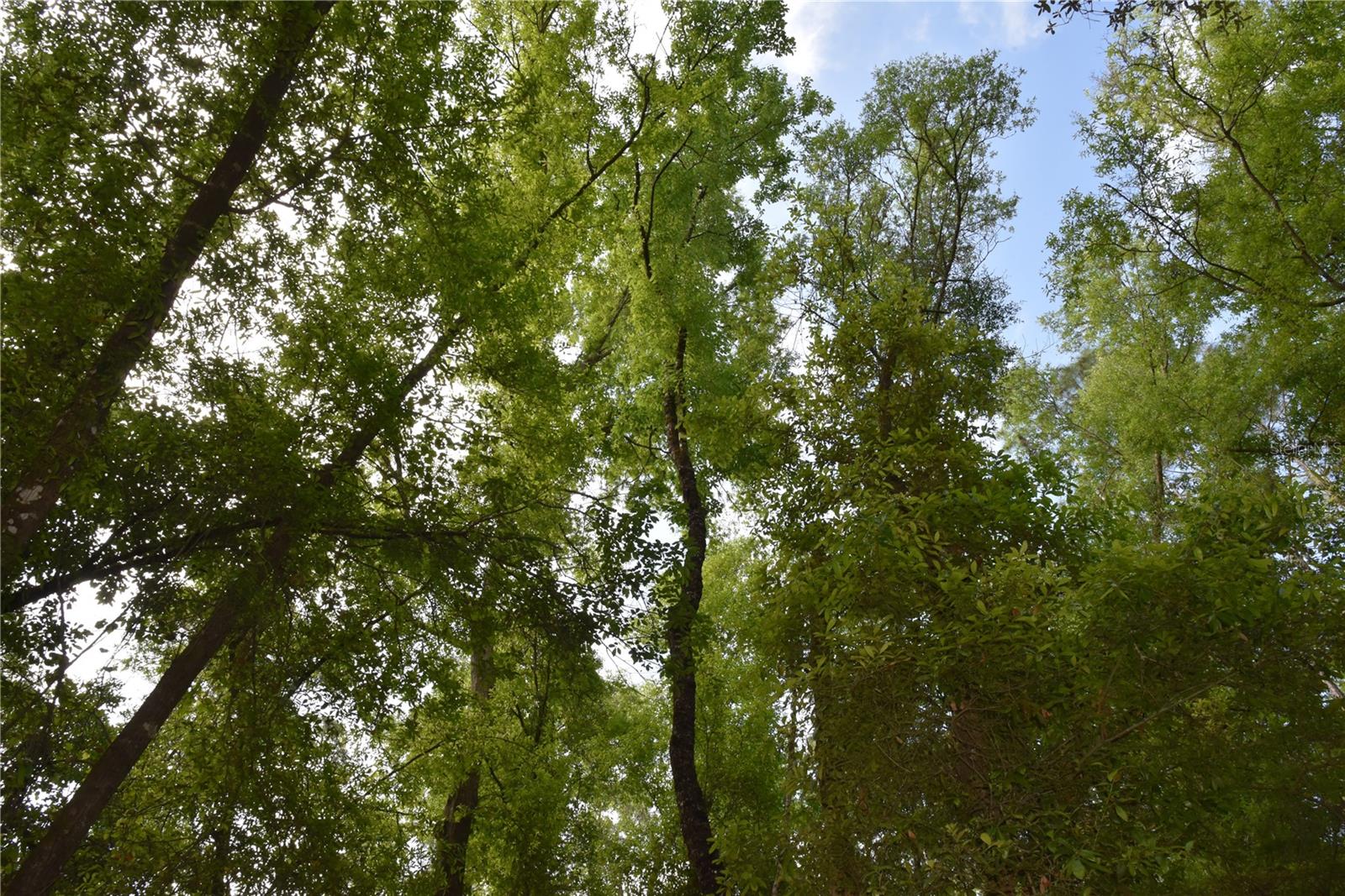 1859 NE 46TH CIR, HIGH SPRINGS, FL, 32643