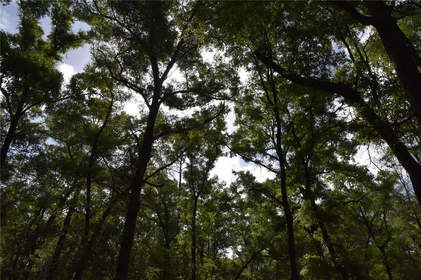 1859 NE 46TH CIR, HIGH SPRINGS, FL, 32643