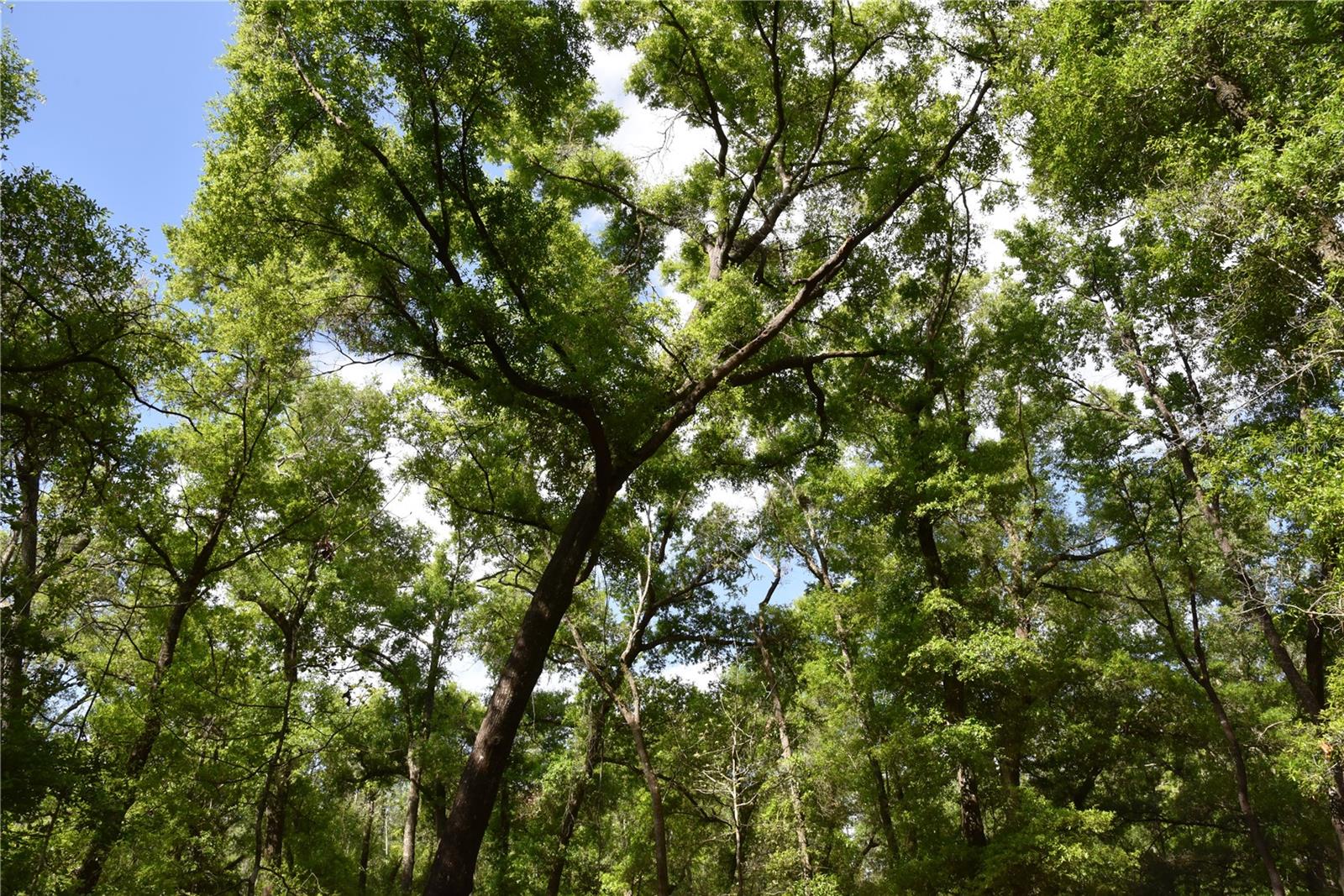 1859 NE 46TH CIR, HIGH SPRINGS, FL, 32643