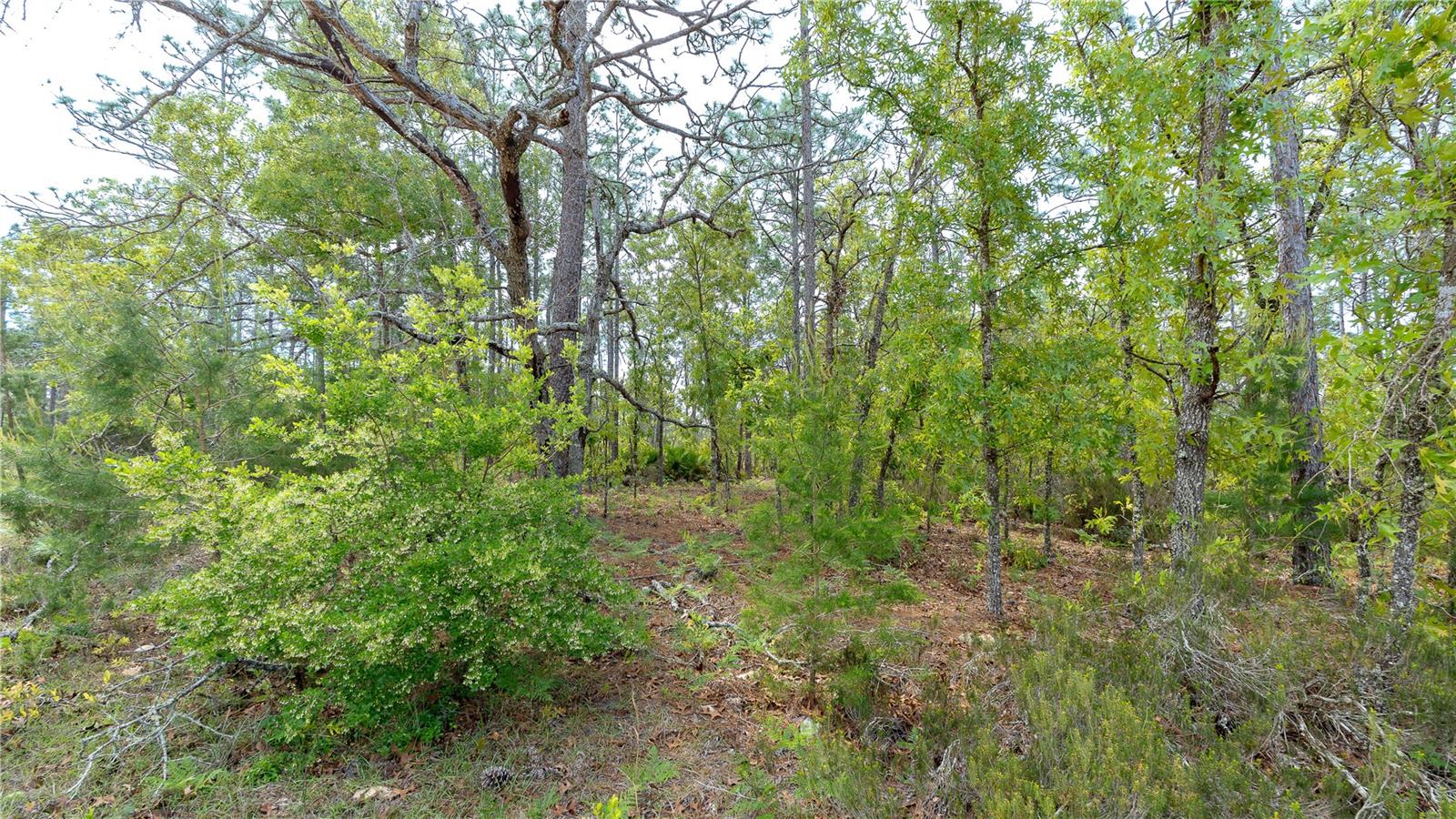 230 MELROSE LANDING DR, HAWTHORNE, FL, 32640