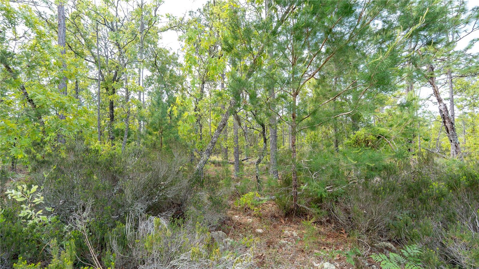 230 MELROSE LANDING DR, HAWTHORNE, FL, 32640