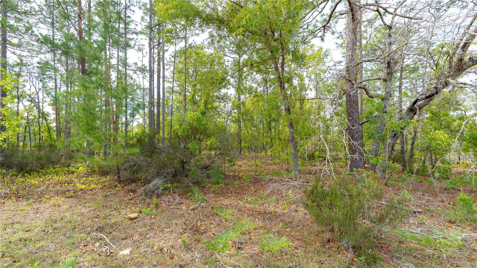 230 MELROSE LANDING DR, HAWTHORNE, FL, 32640